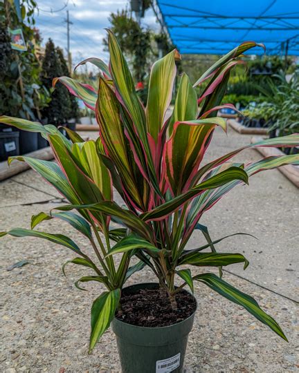 Cordylines: Our Varieties & Care Guide - Louisiana Nursery