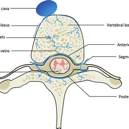 Facet joint anatomy. Drawing shows how facet joints form the ...