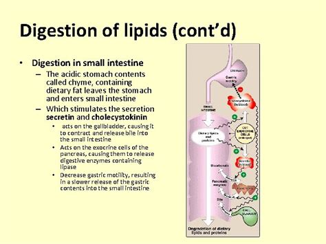 Lipid Metabolism Digestion And Absorption Of Lipids Digestion