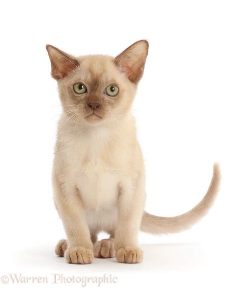 Chocolate Burmese Kitten Photo Wp49685