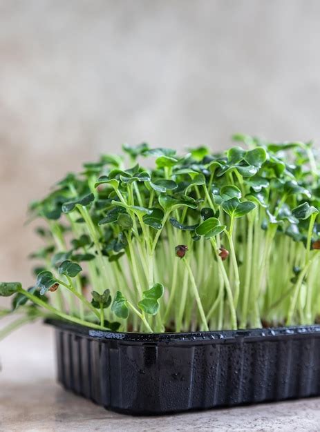 Premium Photo Daikon Radish Microgreen Sprouts Organic Microgreen