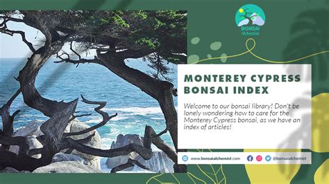 Monterey Cypress Bonsai Index Ultimate Bonsai Library