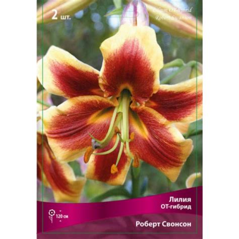 Лилия Роберта Фото И Описание – Telegraph