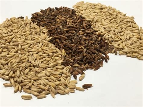 Malting And Brewing Naked Oats Brewing With Briess