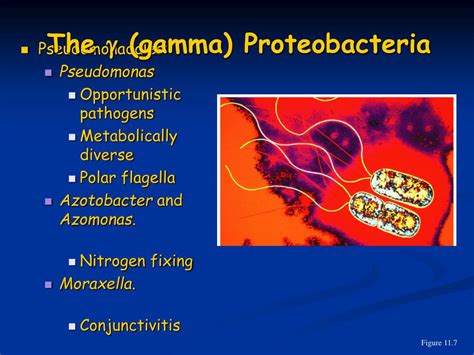 PPT - Microbial Classification PowerPoint Presentation, free download ...