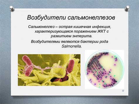 «Возбудители бактериальных кишечных и бактериальных респираторных ...