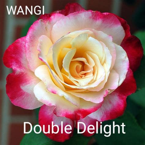 pokok ros id rare ros tahan panas ros siam baka luar negara ros ber id