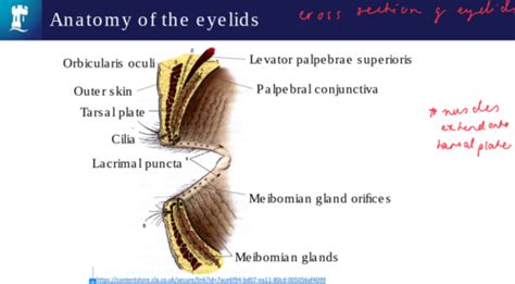 Eyelids And Conjunctiva Flashcards Quizlet