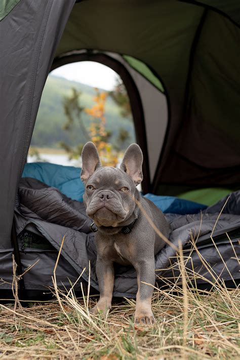 Field Review The Rev Tent From C6 Outdoor OutdoorX4