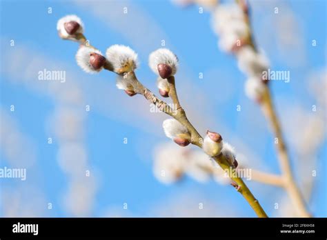 Beautiful Pussy Willow Buds Flowers And Branches Seasonal Forest Blooming Spring Vegetation
