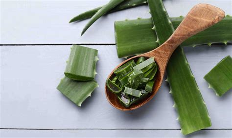 Notícias Babosa conheça os benefícios da aloe vera para os cabelos