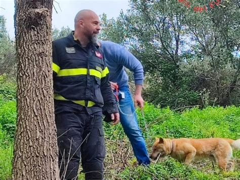 Cane Domestico Attaccato Da Un Branco Di Cinghiali A Catanzaro Salvato