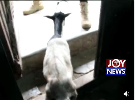 Man Arrested After He Was Caught Having Sex With A Goat YabaLeftOnline