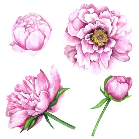 Premium Photo Watercolor Illustration Set Of Pink Peony Flowers