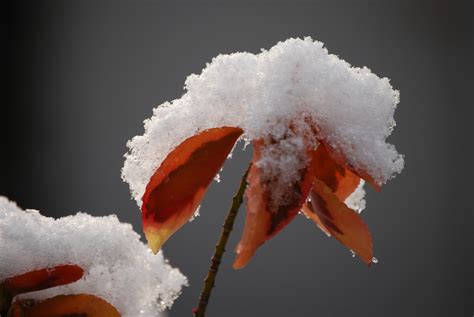 Free Images : cold, winter, leaf, flower, frost, ice, red, color ...