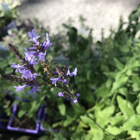 Lavender - Canariensis - Romantic Plants - Perth, WA - Garden Centre