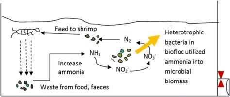 The Bioremediation Process Was Successfully Carried Out By