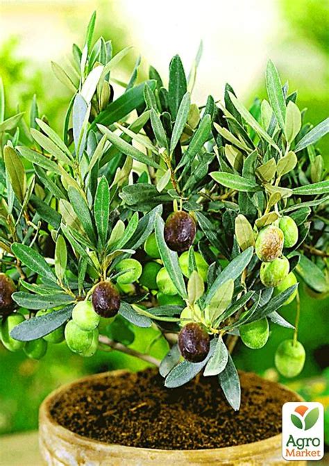 Оливкове Дерево "Сабіна" купити поштою в Одесі, Києві, Україні | Agro ...