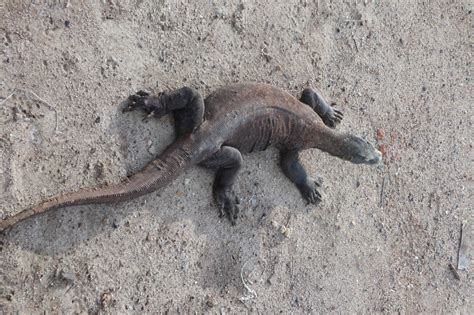 Observasi Perilaku Termoregulasi Pada Biawak Komodo Komodo National Park