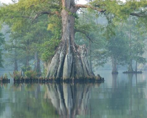 Tonging For Oysters Chesapeake Bay Magazine