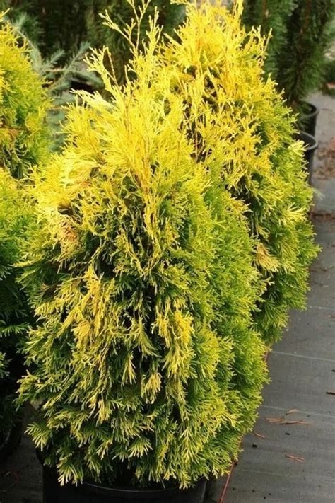 Туя западная Мария Thuja occidentalis Maria конт. 50-70 cm 2541= lz ...