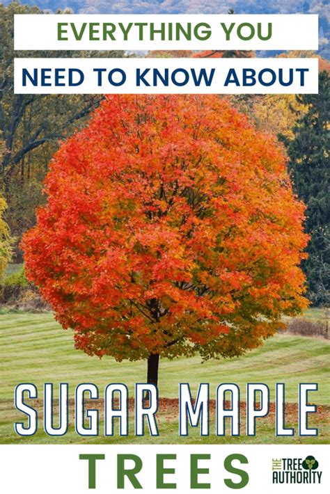 Sugar Maple Tree Facts Acer Saccharum The Tree Authority