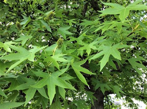 American Sweet Gum Tree: An Attractive Plant With Spiky Fruits - Dengarden
