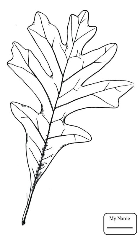 Oak Leaf Coloring Page Coloring Pages