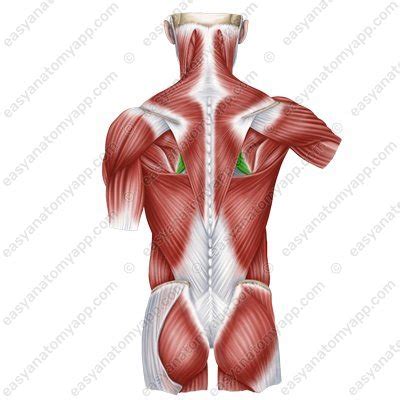 Extrinsic and superficial back muscles – Easy Anatomy 3D