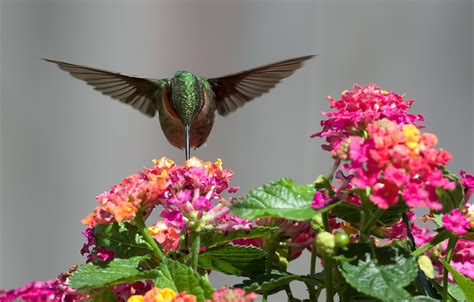 Free Hummingbird Desktop Wallpaper - WallpaperSafari