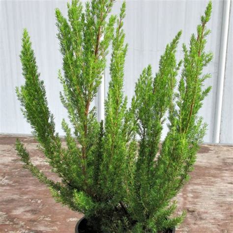 Erica Arborea Alpina Bruy Re Arborescente Compacte Fleurs Blanches