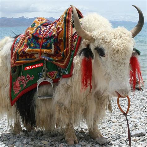 Yaks On Yaks Most Beautiful Animals Animals Beautiful Animals