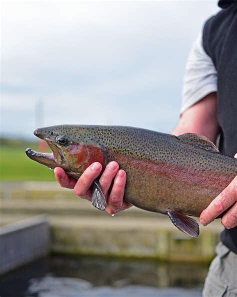 The Best Local Rivers And Streams To Visit Following The Most Recent Vdgif Trout Stocking Events This Season