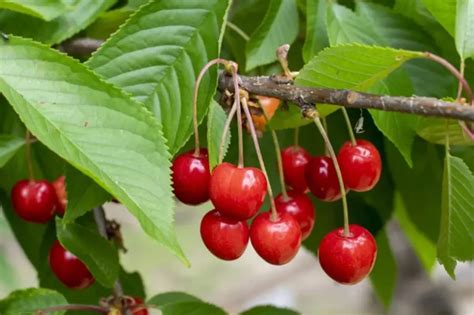 common cherry fruit tree types  pictures smallholding
