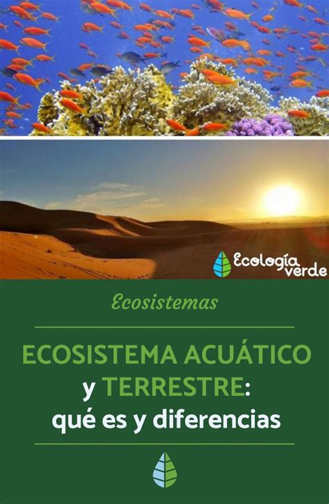 Diferencias Entre Plantas Acuaticas Y Terrestres Para Niños Plantă Blog