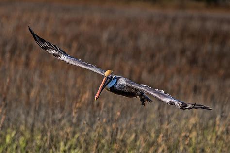 In For A Landing Photograph By Joe Granita Fine Art America