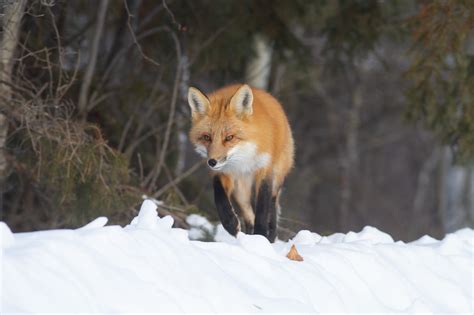 FoxRed Fox Sparky Stensaas