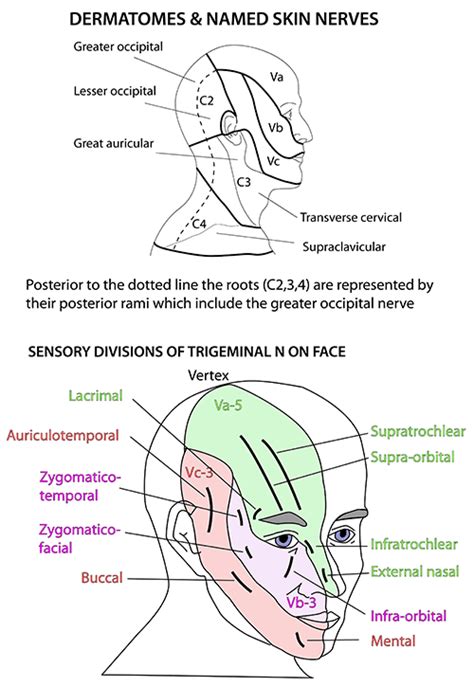 Instant Anatomy Head And Neck Nerves Skin Dermatomes And Named