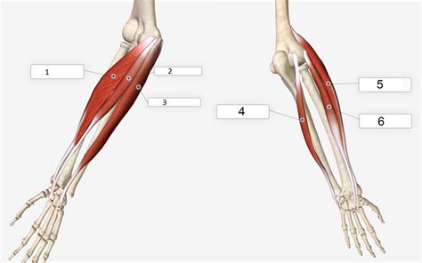 BIO Flexor and Extensor Muscles of the Wrist #3 and #4 practicals Diagram | Quizlet