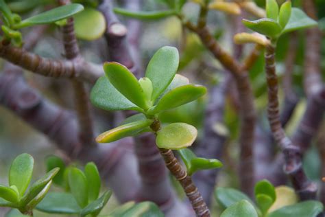 Free Jade Plant Stock Photo - FreeImages.com