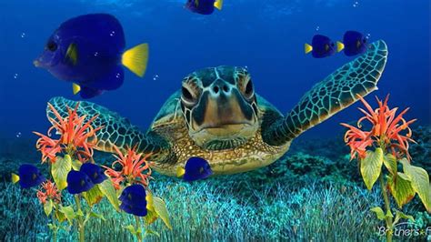 HD wallpaper: Sea turtle-underwater-flora-Fish-Art Wallpaper HD-1920× ...