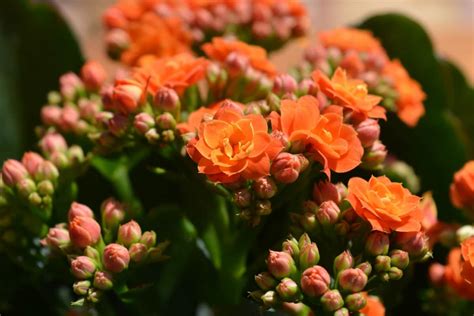 Guide To Growing Flaming Katy Kalanchoe Explore From Propagation To