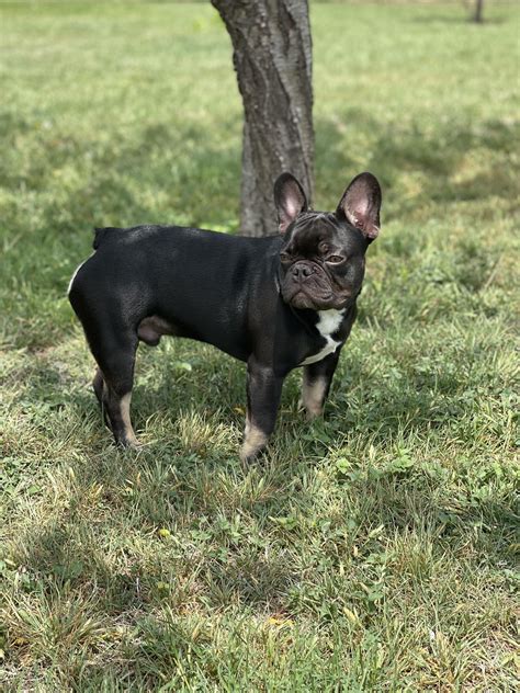 How much does your frenchie weigh? : r/Frenchbulldogs