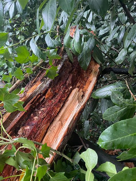 how to cut down a rotted tree 4