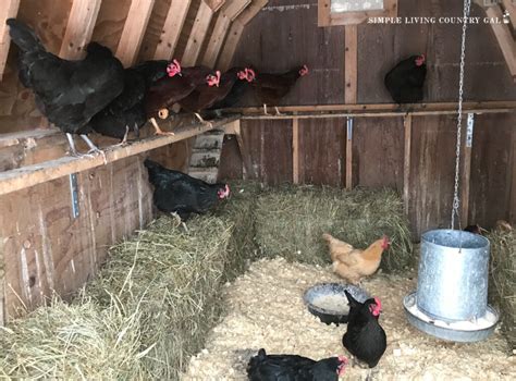 Everything You Need To Know About DIY Chicken Roosts | Simple Living ...