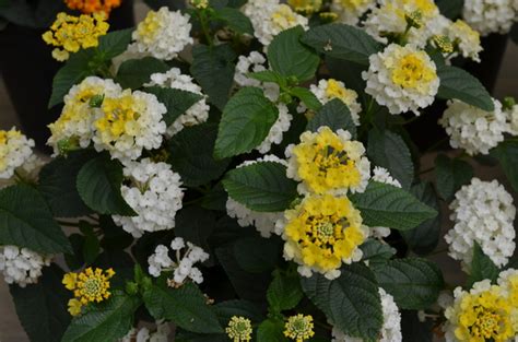 Lantana Camara Lucky™ Lemon Glow Lantana Garden Center Marketing