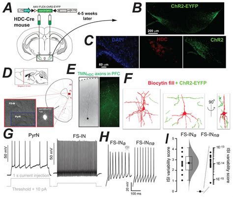 Targeting Of Chr Eyfp Expression To Tmn Axons And Identification Of