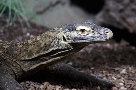 10 Apex Predators in the World - Depth World