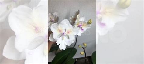 Орхидея биглип попкорн Popcorn Tying Shin Swallow купить в Санкт ...