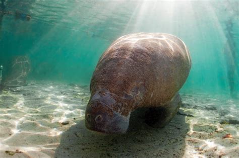 Wondering where to see manatees in Florida? These are the 15 best spots